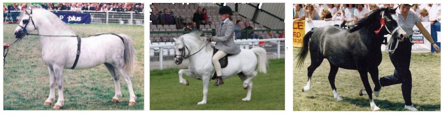 Welsh Cob Pony